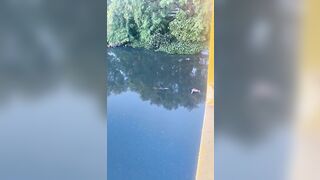 Crocodile Carcass Dragged Into West End Canal