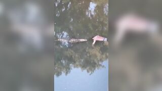 Crocodile Carcass Dragged Into West End Canal