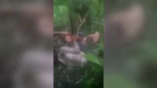 Brutal Beatings And Killings In The Jungle 