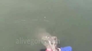 Crocodile Eats Drowning Man 