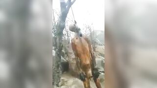 Rotting Body Found Hanging From Tree 