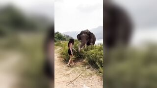 The Elephant Knocked A Woman Unconscious After Teasing Her With A Banana.