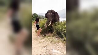 The Elephant Knocked A Woman Unconscious After Teasing Her With A Banana.