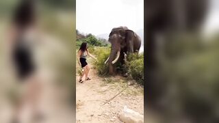 The Elephant Knocked A Woman Unconscious After Teasing Her With A Banana.