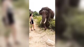 The Elephant Knocked A Woman Unconscious After Teasing Her With A Banana.