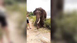 The Elephant Knocked A Woman Unconscious After Teasing Her With A Banana.