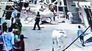 Indian Girl Attacked By Cow 