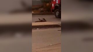 Hit By Truck And Head Blown Off 