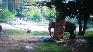 Man Trampled To Death By Elephant 