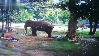 Man Trampled To Death By Elephant 