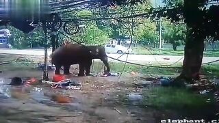 Man Trampled To Death By Elephant 