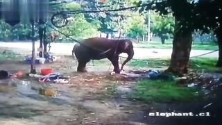 Man Trampled To Death By Elephant 