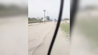 Mule Hit By Train 