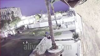 Woman Killed By Falling Palm Tree 