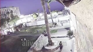 Woman Killed By Falling Palm Tree 