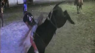 Matador Wearing A Centaur Helmet Is Destroyed By The Bull