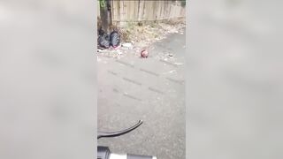 The Criminal's Head Was Chopped Off And Discarded