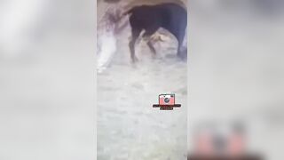 Ecuadorian Man Gored By Bull