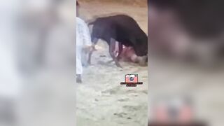 Ecuadorian Man Gored By Bull