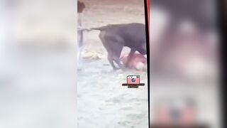 Ecuadorian Man Gored By Bull