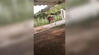 A Drunk Idiot Got Kicked In The Eye By A Donkey