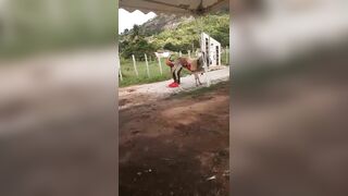 A Drunk Idiot Got Kicked In The Eye By A Donkey