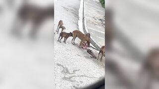 Stray Dogs Eat Body Of Haitian Killed In Classroom