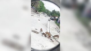 Stray Dogs Eat Body Of Haitian Killed In Classroom