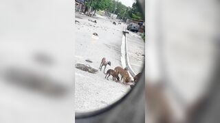 Stray Dogs Eat Body Of Haitian Killed In Classroom