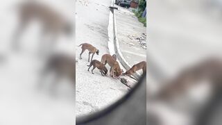 Stray Dogs Eat Body Of Haitian Killed In Classroom