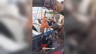 A Dead Fisherman Was Pulled Out Of The Cargo Hold By A Crane