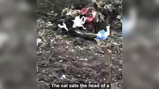 Cat Licks Blood From Dead Nazi's Head 