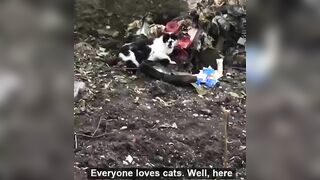 Cat Licks Blood From Dead Nazi's Head 
