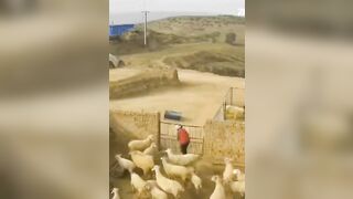 Haha, What: Farmer Attacked By Sheep, Situation Serious