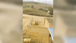 Haha, What: Farmer Attacked By Sheep, Situation Serious