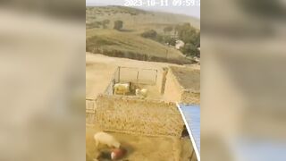 Haha, What: Farmer Attacked By Sheep, Situation Serious