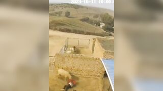 Haha, What: Farmer Attacked By Sheep, Situation Serious