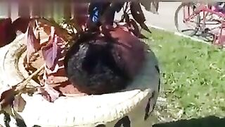 Motorcycle Thief's Head Found In Flower Bed 