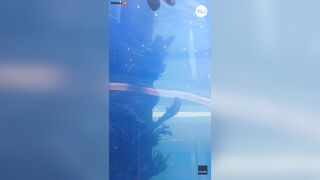 Mermaid Survives After Tail Gets Stuck