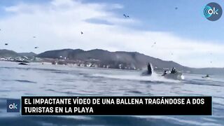 Shocking Video Shows Whale Attacking Two Tourists