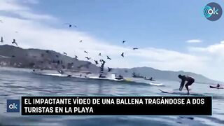 Shocking Video Shows Whale Attacking Two Tourists