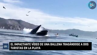 Shocking Video Shows Whale Attacking Two Tourists