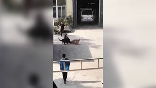 Two Dogs Bit A Woman 
