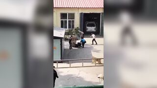 Two Dogs Bit A Woman 