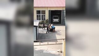 Two Dogs Bit A Woman 
