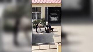 Two Dogs Bit A Woman 
