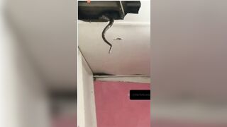 When Giant Snakes Fall From The Ceiling!!! - Video - Video