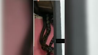 When Giant Snakes Fall From The Ceiling!!! - Video - Video