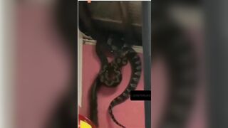 When Giant Snakes Fall From The Ceiling!!! - Video - Video