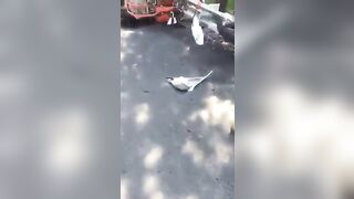 The Consequences Of A Head-on Collision Between Motorcyclists